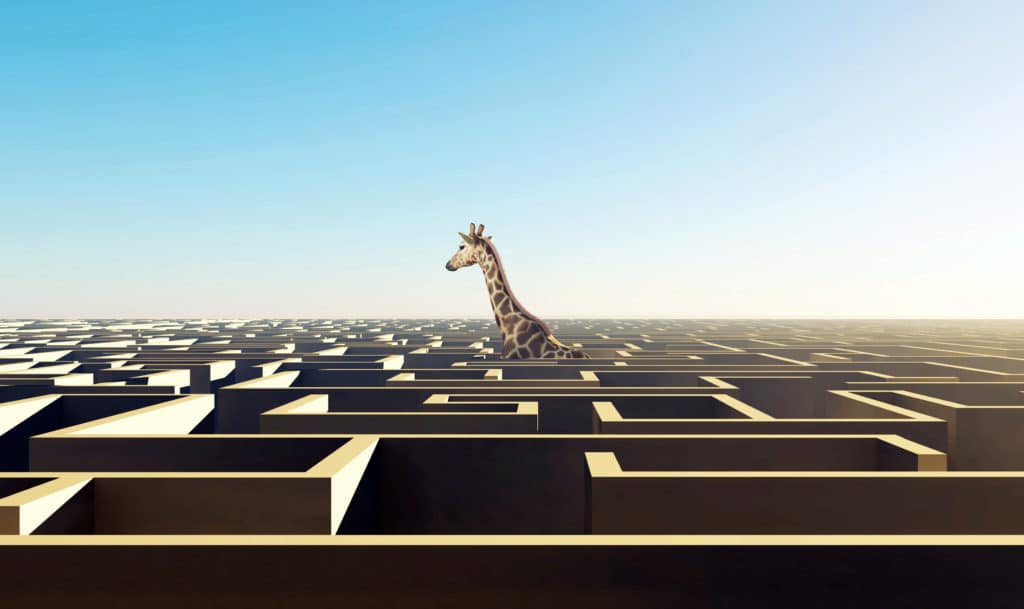 Giraffe above the labyrinth